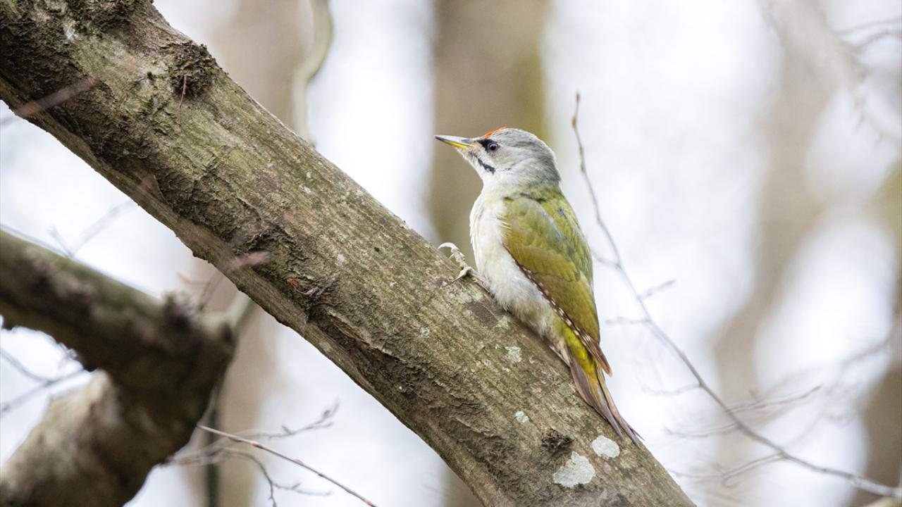 Küçük yeşil ağaçkakan