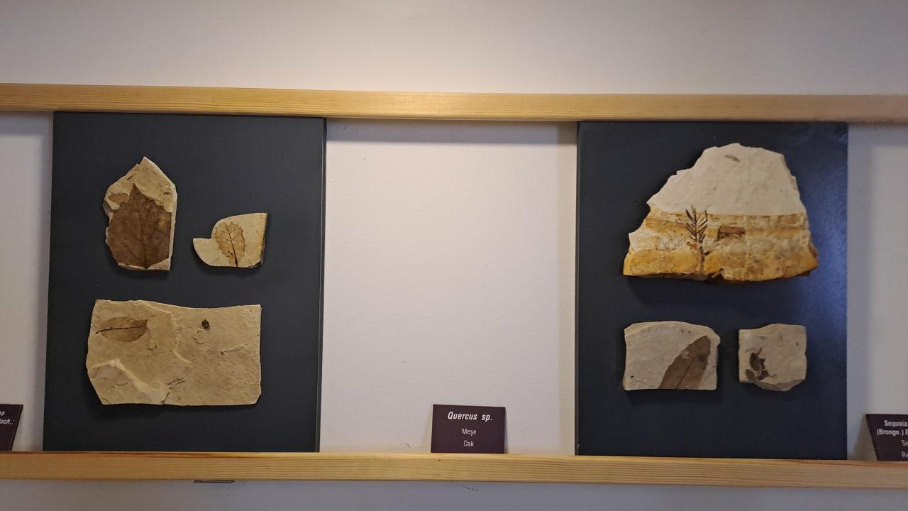 Fosil örnekleri var