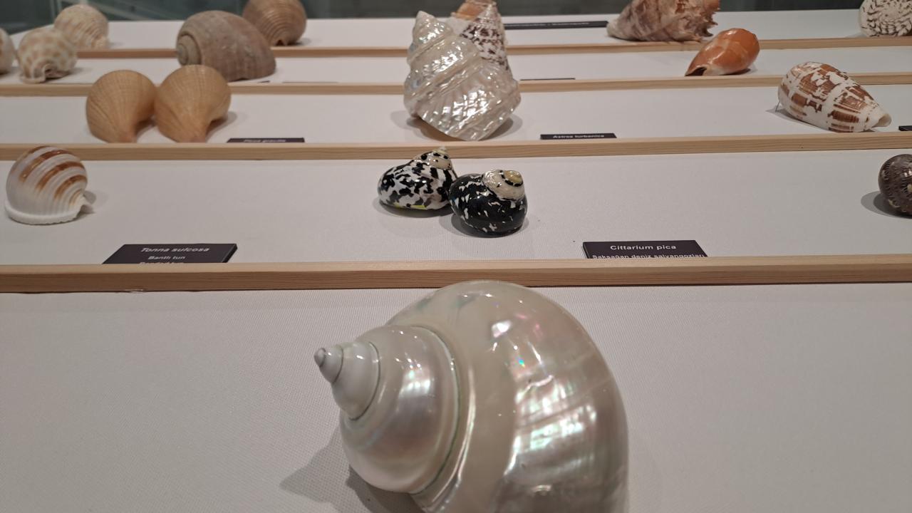 Aynı türün farklı örnekleri