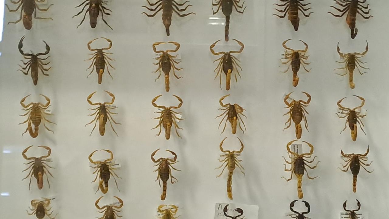 Benzeseler de farklılar