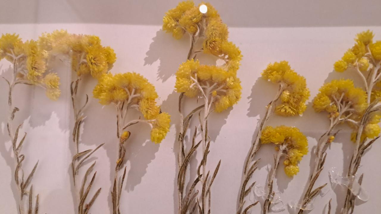 Türkiye`nin florası