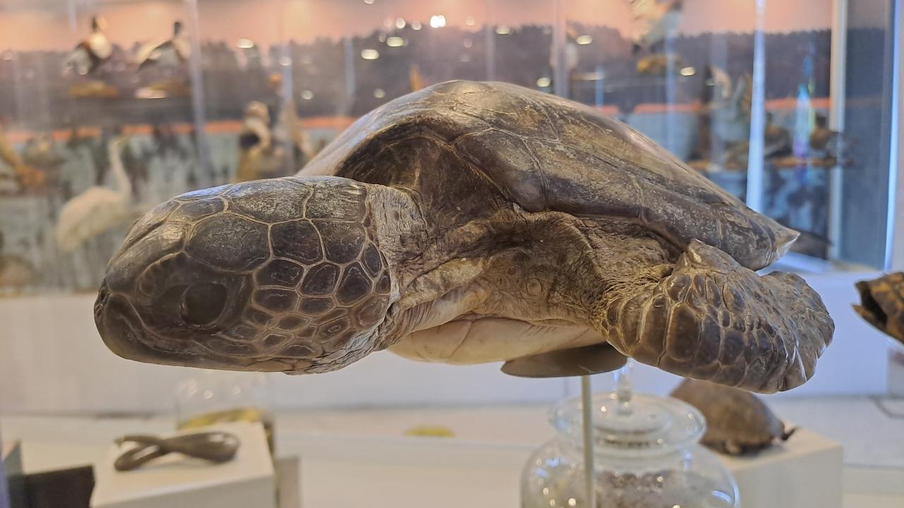 Dünyadan örnekler de var