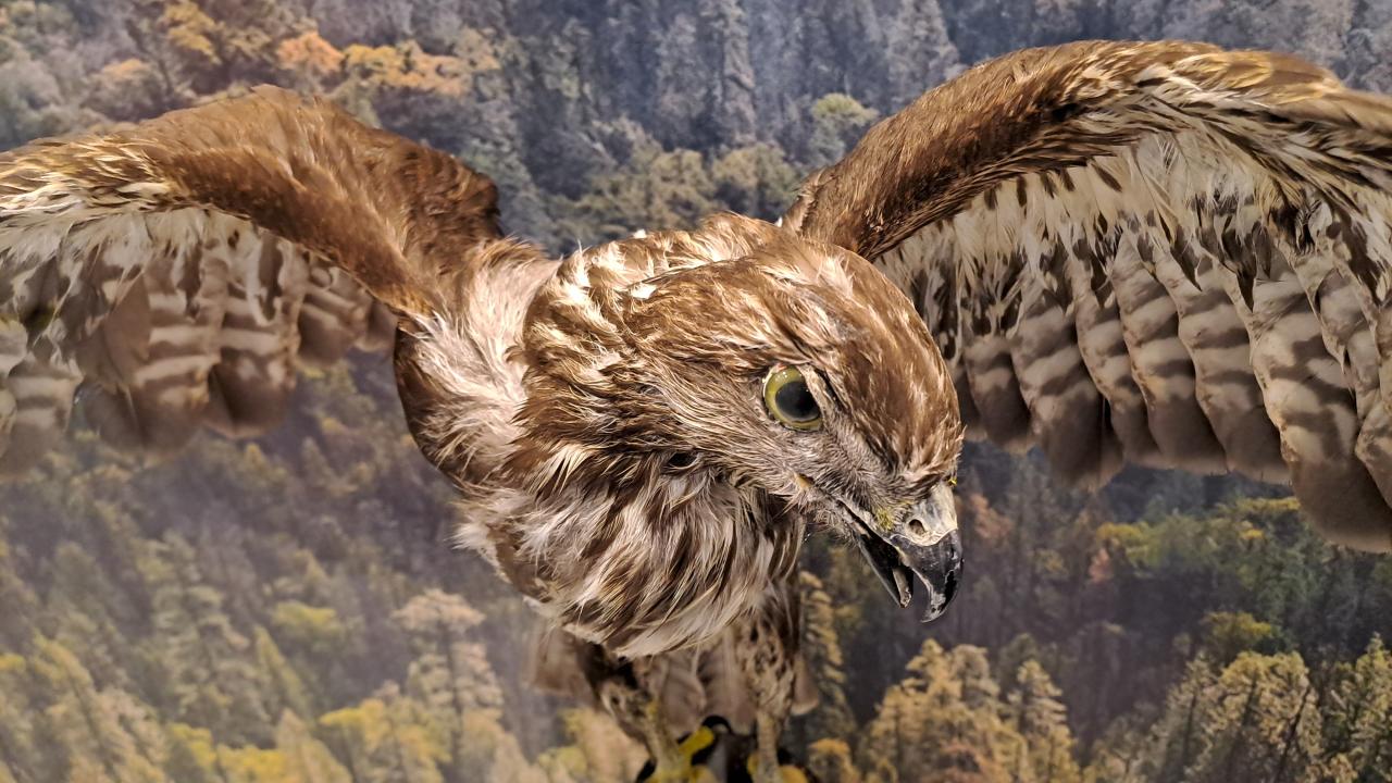 Kuşlar müzede yerini aldı