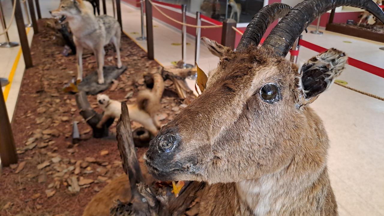 Av ve avcı bir arada