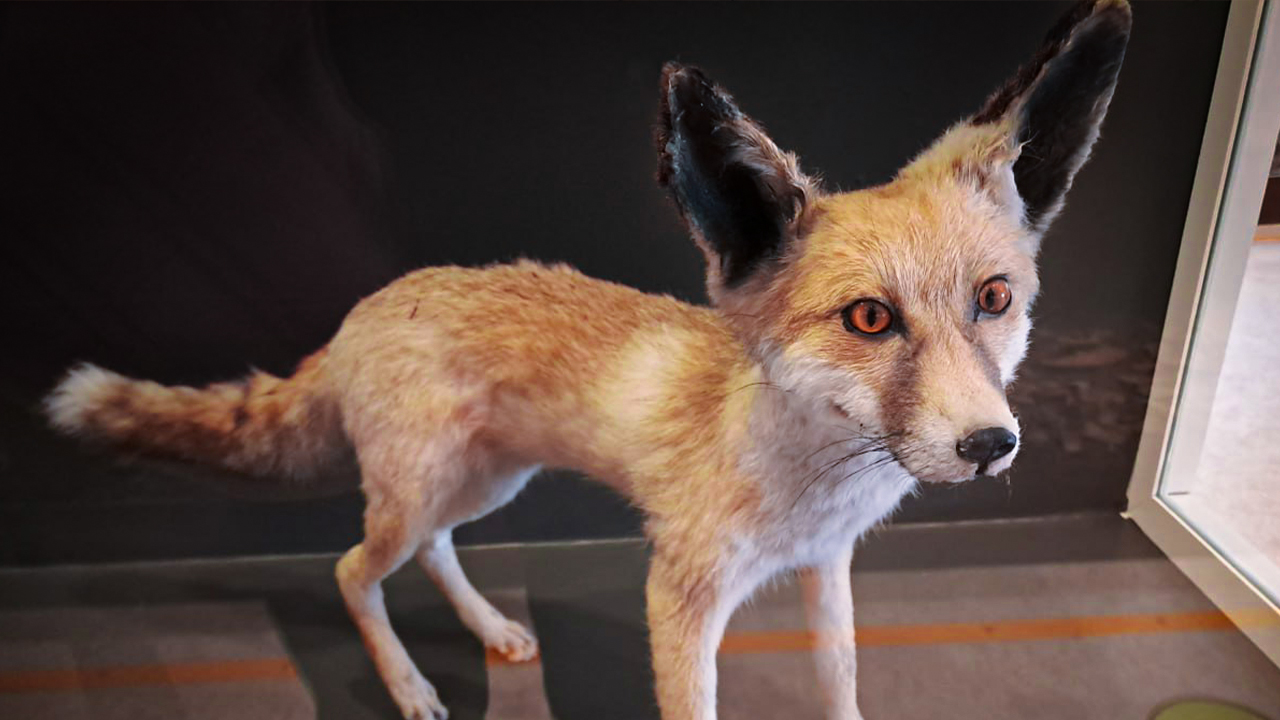 Anadolu`nun tilkileri