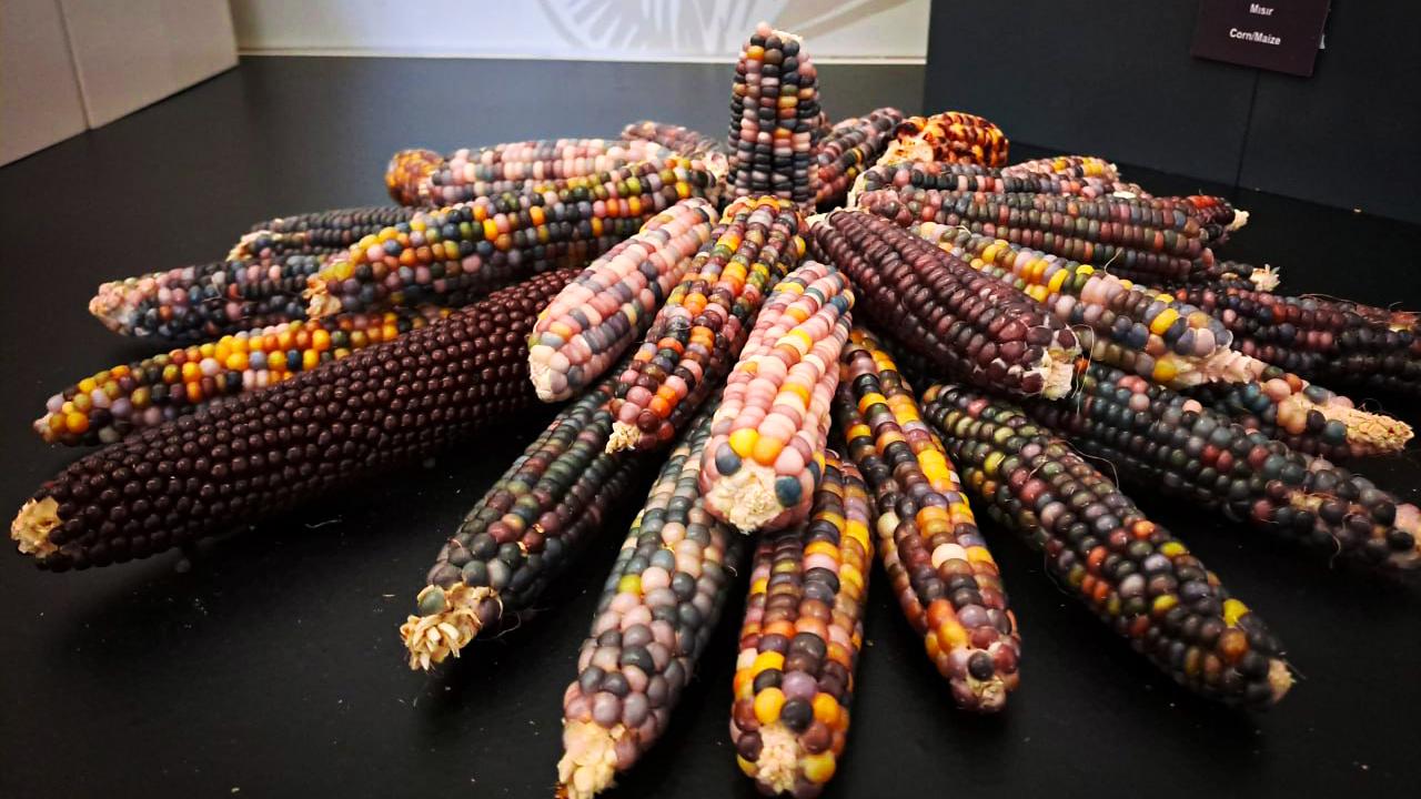 Doğal mısır böyleydi