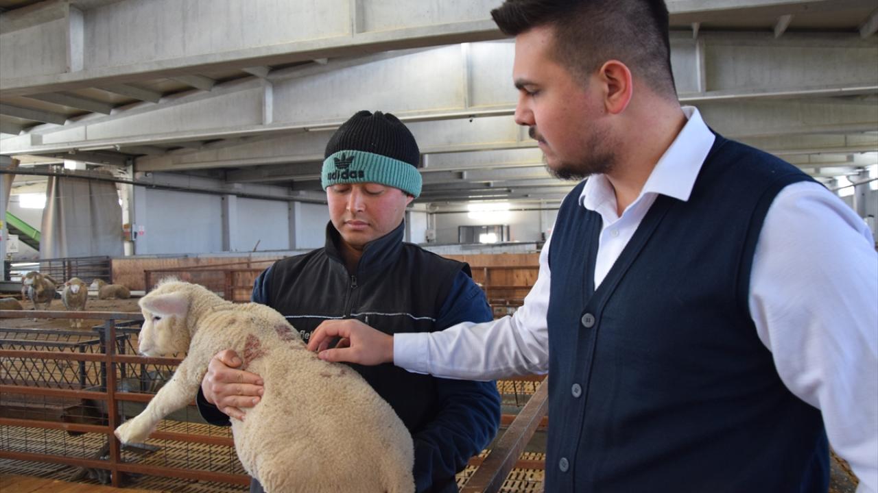 "Çiftlikte her 2 ayda bir doğumlar oluyor"
