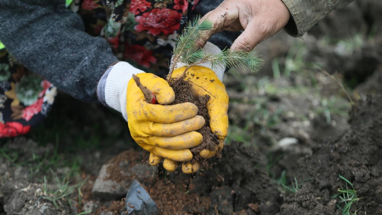 "Tekrardan ormanlarımızı inşa edeceğiz"
