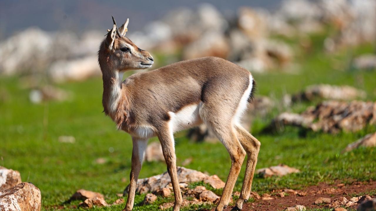 Ceylanlar depremden etkilendi