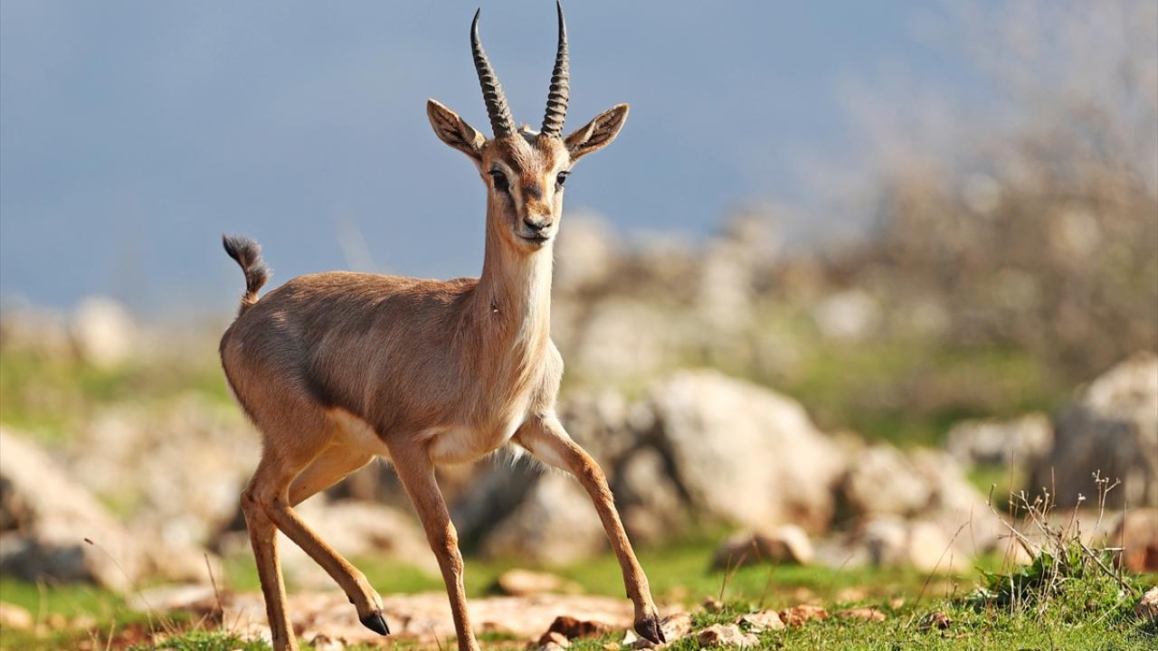 Ceylanlara 4 personelle 7 gün 24 saat takip