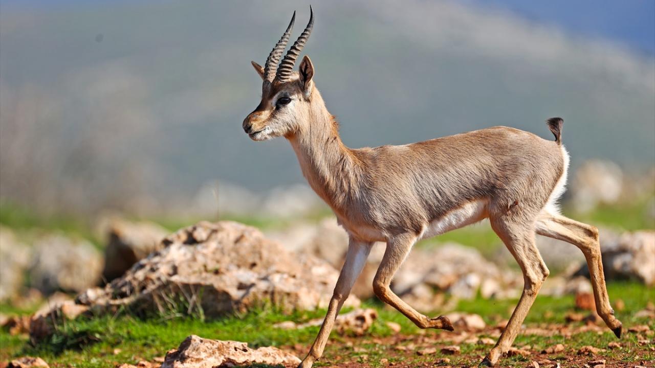 Hatay'da dağ ceylanlarının sayısı özel alanlarındaki çalışmalarla artıyor