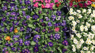 Süs bitkileri ihracatçıları Rusya pazarında daha fazla büyümeyi hedefliyor