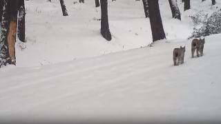 Nesli tehdit altındaki vaşaklar Ardahan'da görüldü