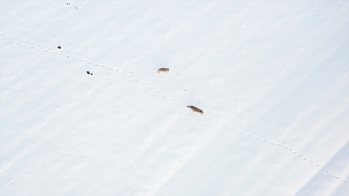 "40`tan fazla kurdu yakaladık ve uydu vericisi taktık"