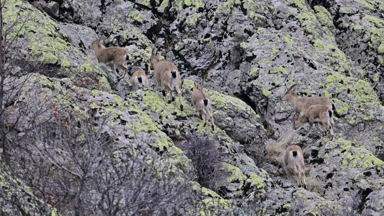 Son 3 yılda doğaya 65 ton yem bırakıldı