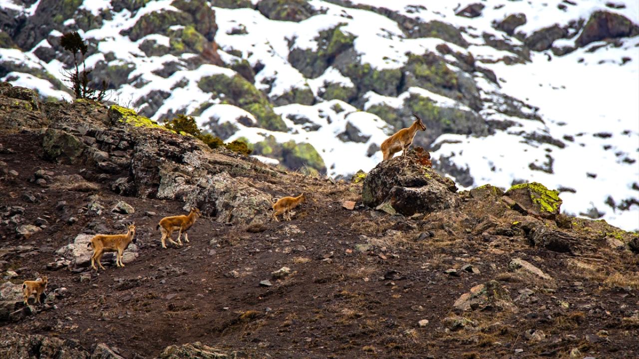 "Envanteri yapılmayan ancak varlığı tespit edilen dağ keçileri de bulunuyor"