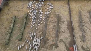 Amasya'da süt kuzularının anneleriyle buluşması görüntülendi