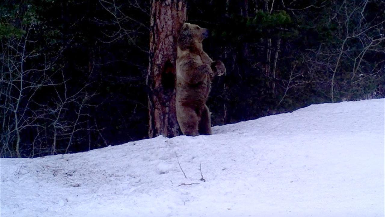 "Karın yağmasıyla kış uykusuna yatmaya başladılar"