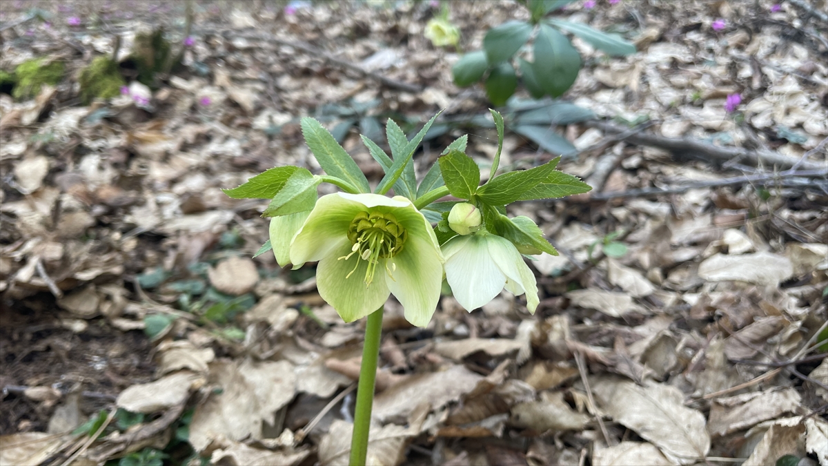 Baharın müjdecisi çiçekler açtı
