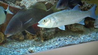 Balıklara fısıldayan adam