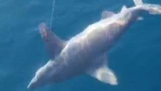 Antalya'da oltaya köpek balığı takıldı