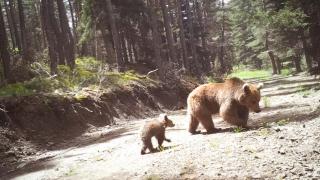 3 bin göz sürekli yaban hayatını tarıyor