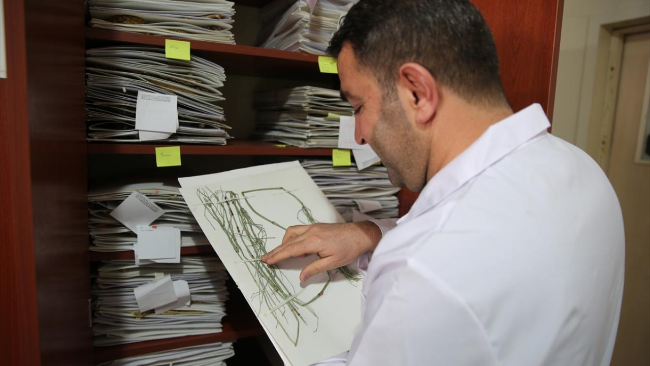 "Hakkari florasının bitki çeşitliliği 1600`ü aşmış durumda"