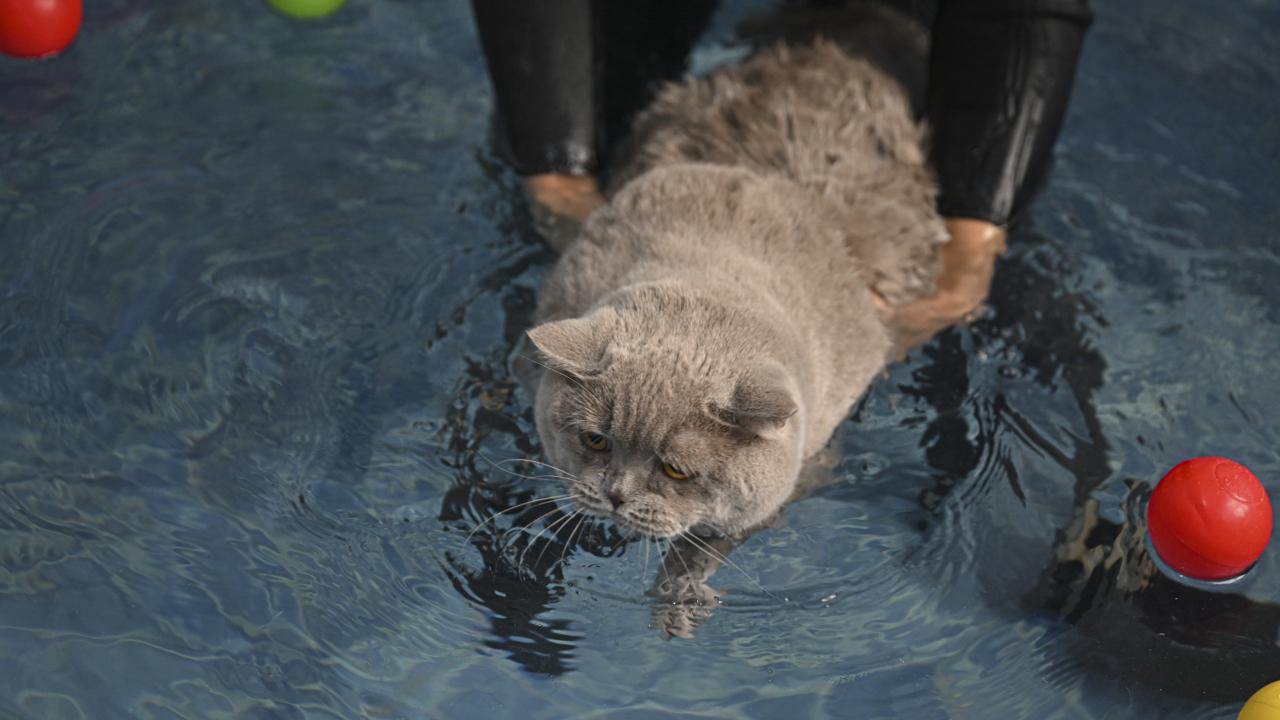 Denli, obez kedi Şiraz`ı 2 ay önce terapiye aldıklarını söyleyerek, şunları kaydetti: