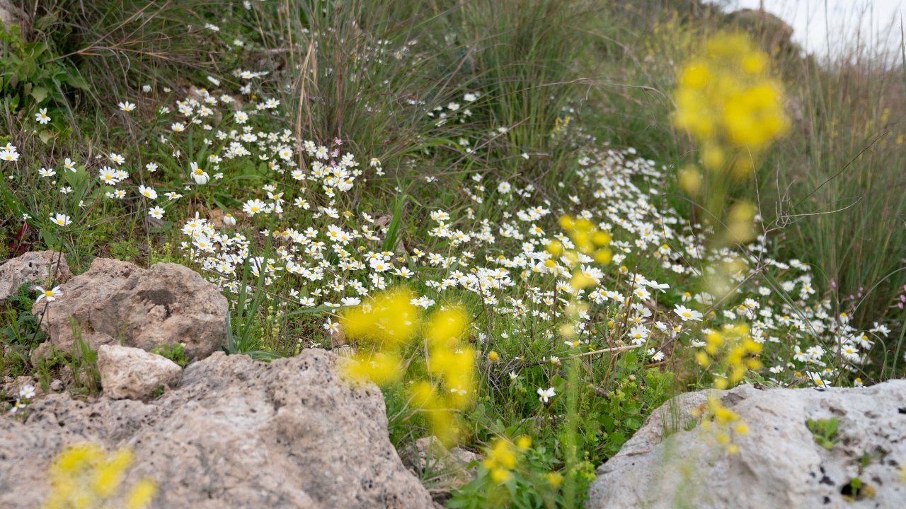 Fotoğraf: Ali Çilesizoğlu
