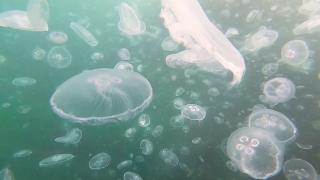 Marmara'da denizanası tehlikesi