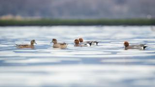 Hersek Lagünü kıyılarında beslenen Fiyu ördekleri