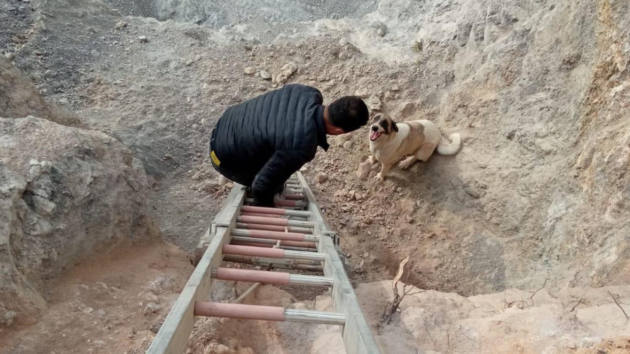 Hatay'da kuyuya düşen köpek kurtarıldı