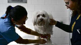 Hayvan sahiplendirme dolandırıcılığına dikkat