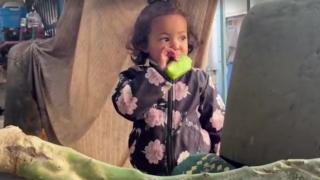 Gazze'de açlığın boyutu: Bir aile kaktüs yapraklarıyla hayatta kalmaya çalışıyor