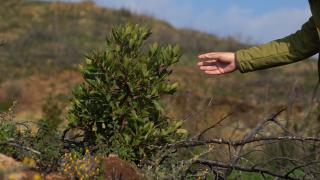 Küllerinden doğuş: Marmaris ormanları