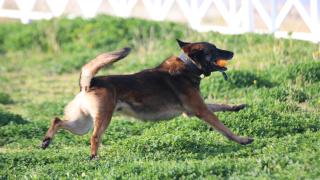 Narkotik köpekleri "Ares" ve "Lina" zehir tacirlerine geçit vermiyor