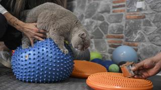 Obez kedi "Şiraz" pilates yaparak ve yüzerek zayıflıyor