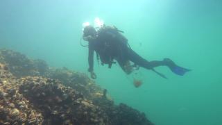 Bilim insanları Tavşan Adası'ndaki biyoçeşitliliği araştırıyor