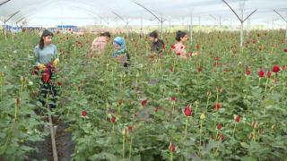 Adana'da gül seralarında 8 Mart yoğunluğu