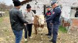 Sinop'ta çalınan inek Kastamonu'da bulundu