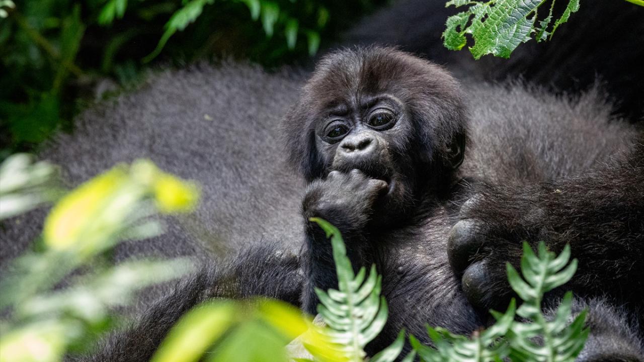 Yavrularını 5 yaşına kadar sırtında taşıyor