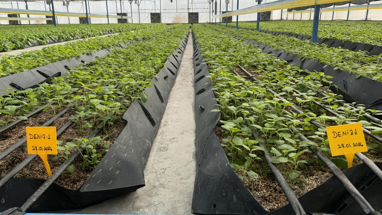 AB`den tescil alınan çeşitler var