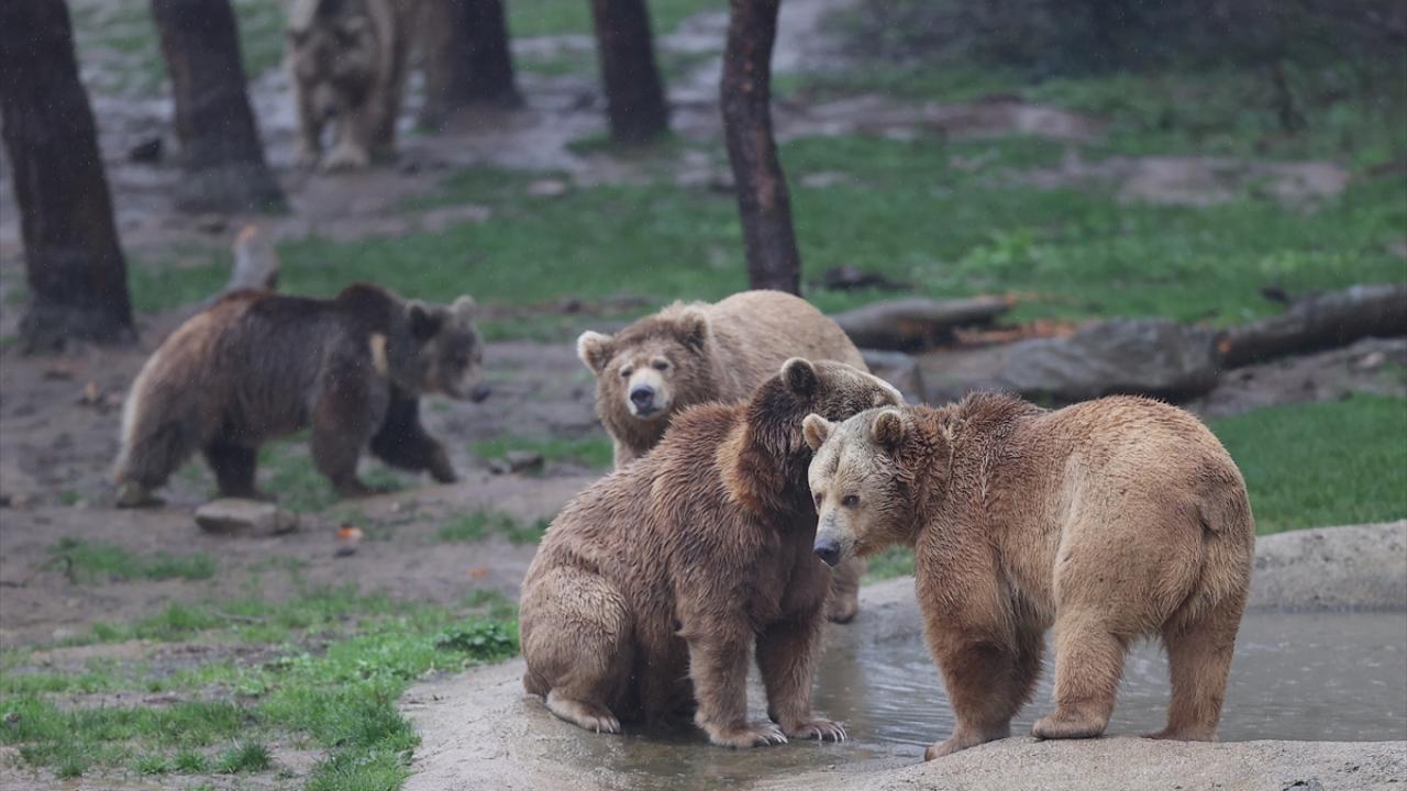 "Ormanlarda yabani meyvelerin çoğaltılması" önerisi