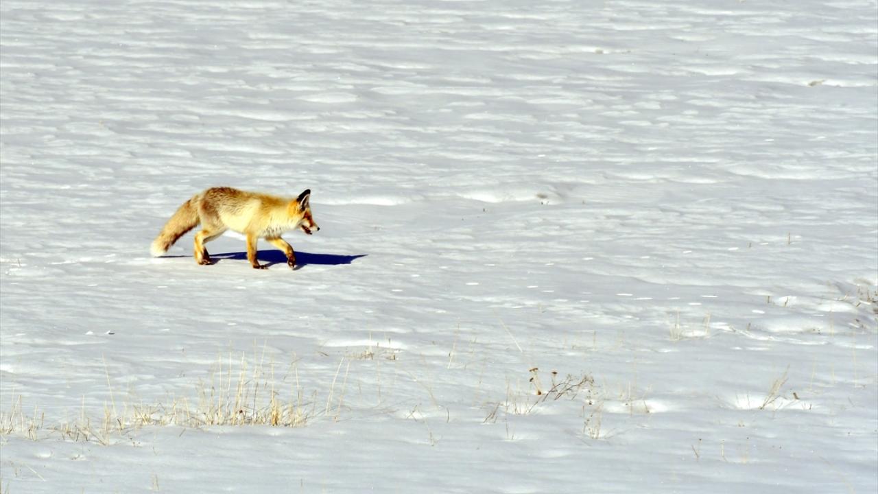 "Farenin nereden geçeceğini hesaplıyor"
