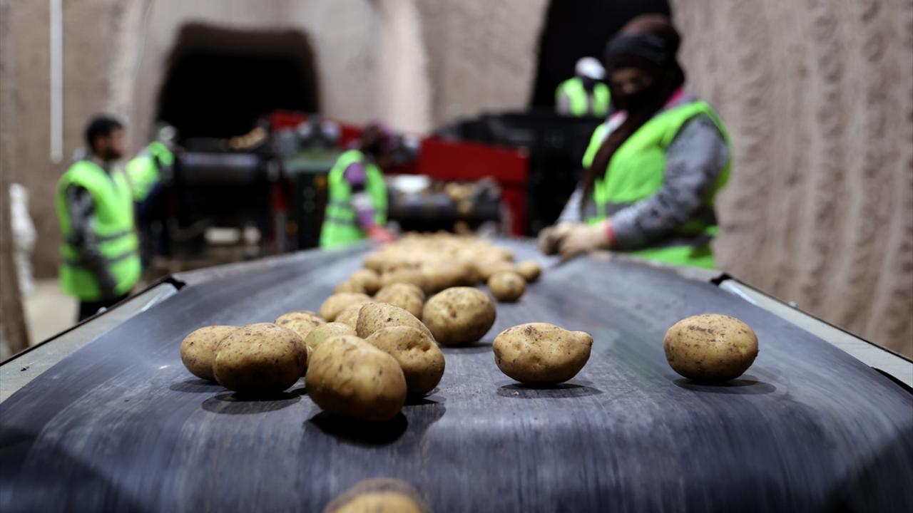 250 bin ton patates tohumu bu depolarda korunuyor