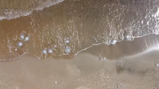 Mersin sahilleri denizanalarıyla doldu