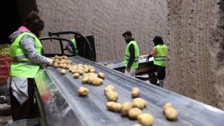 Tohumluk patatesler yer altından tarlalara sevk ediliyor