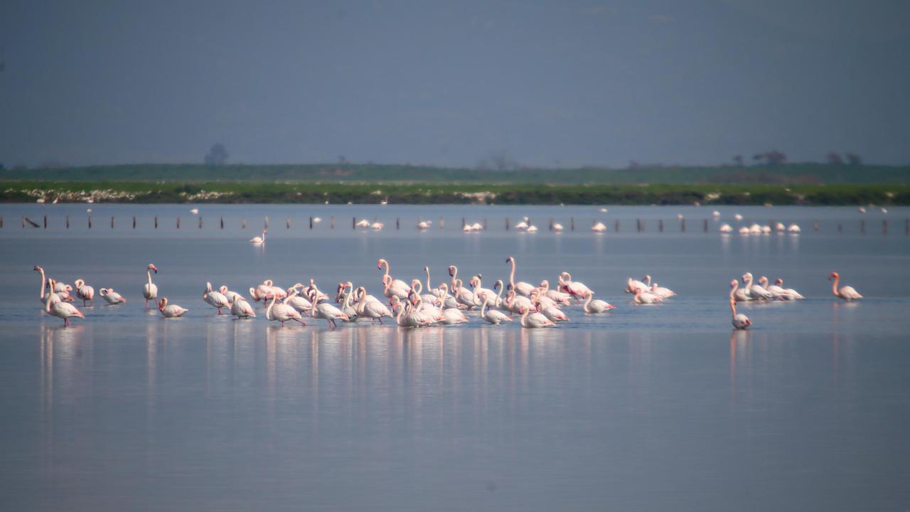 En çok flamingo görüldü