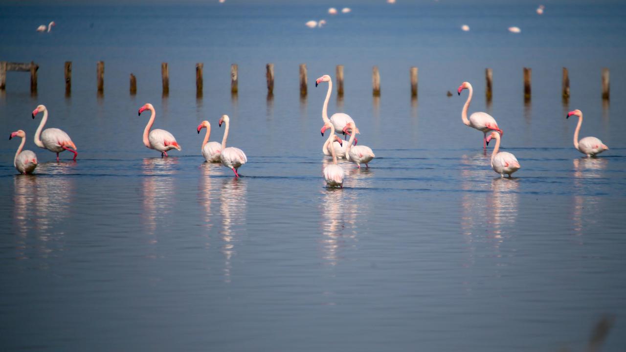 Kuşların küresel ölçekteki takibi yapılıyor