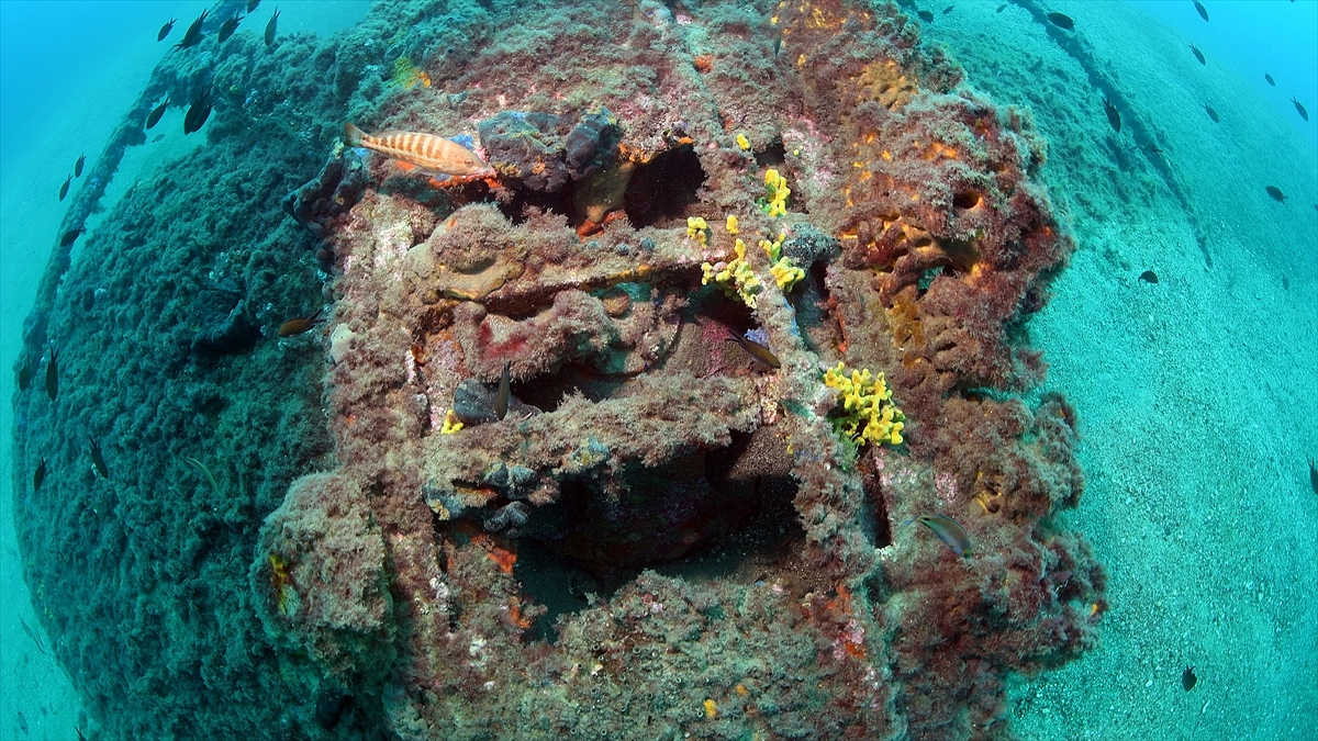 "HMS Louis Fırkateyni" deniz canlılarının fotoğraflanabileceği dalış noktası